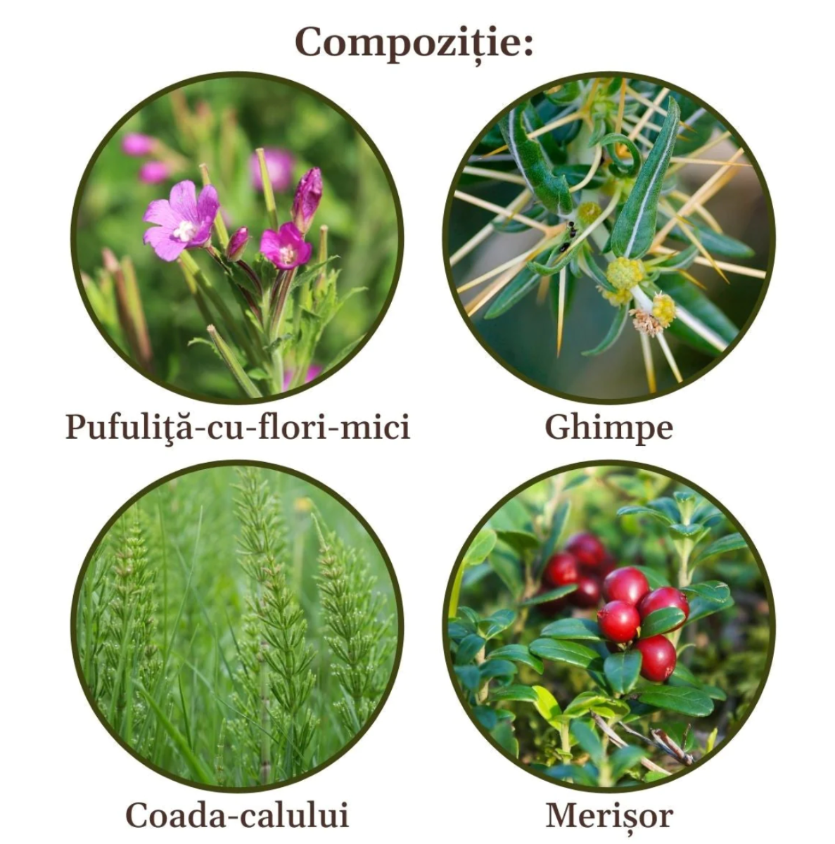 Faunus Plant - Ceai Prostatus 90g
